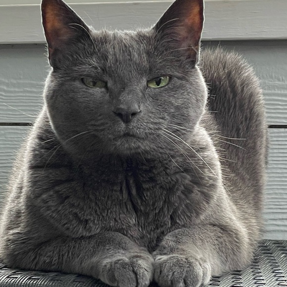 Meet your Posher, Polly - Picture 1 of 1